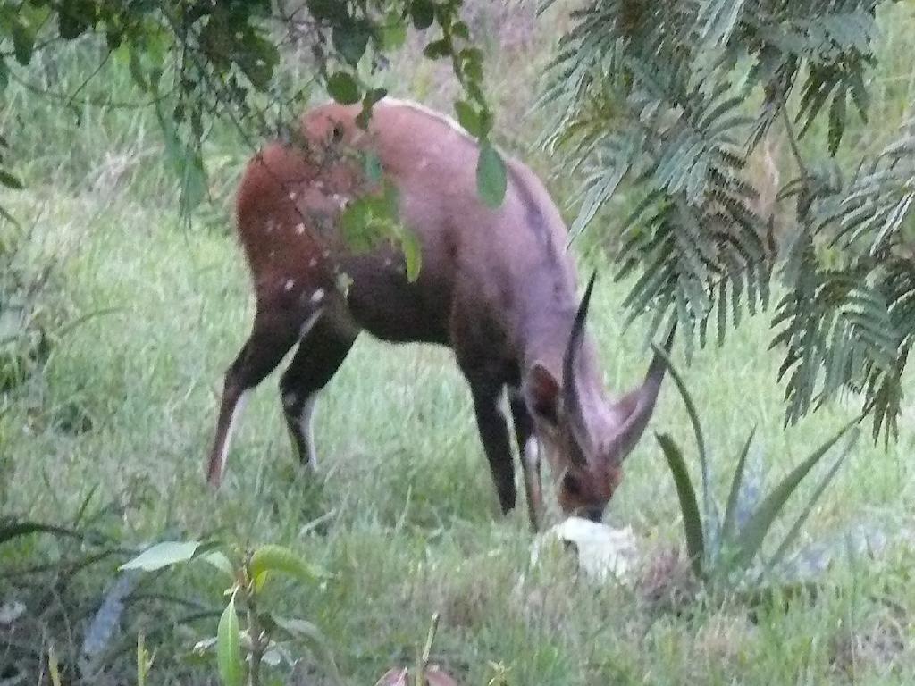 Amanzimlotzi Riverside Bush Camp Hoedspruit Rum bild
